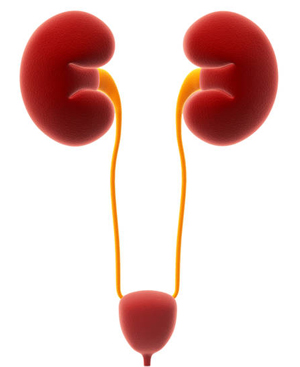 ������� �����������